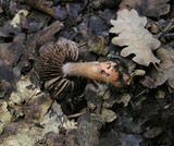 Cortinarius bulliardii image