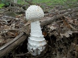 Amanita cokeri image