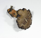 Cortinarius bulliardii image
