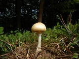 Amanita velatipes image
