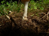 Amanita velatipes image