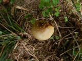 Amanita velatipes image