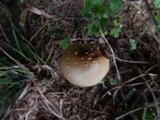 Amanita velatipes image