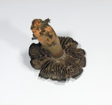 Cortinarius bulliardii image