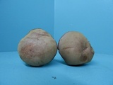 Boletus patrioticus image
