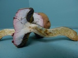 Boletus patrioticus image