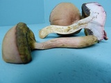 Boletus patrioticus image