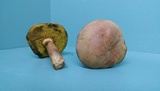 Boletus patrioticus image