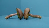 Boletus patrioticus image
