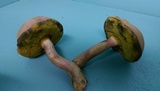 Boletus patrioticus image
