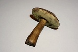 Tylopilus sordidus image