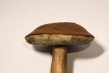 Tylopilus sordidus image