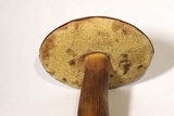 Tylopilus sordidus image