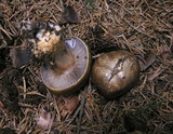 Cortinarius glaucopus image