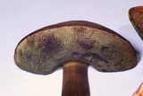 Tylopilus sordidus image