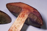 Tylopilus sordidus image