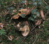 Cortinarius glaucopus image
