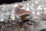 Lentinus strigosus image