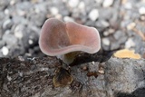 Lentinus strigosus image
