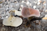 Lentinus strigosus image