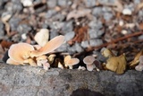 Lentinus strigosus image