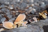 Lentinus strigosus image