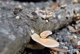 Lentinus strigosus image