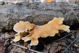Lentinus strigosus image