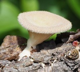 Panus neostrigosus image