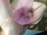 Gymnopus iocephalus image