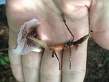 Gymnopus iocephalus image