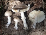 Amanita spreta image