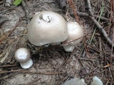 Amanita spreta image