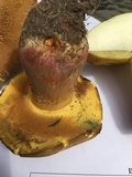 Baorangia bicolor image