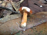 Lactarius volemus image