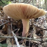 Lactarius volemus image