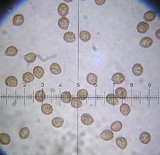 Cortinarius infractus image