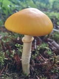 Amanita elongata image