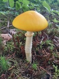 Amanita elongata image