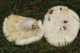 Lactarius subvellereus image