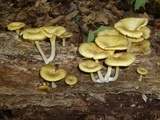 Chrysomphalina strombodes image