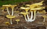 Chrysomphalina strombodes image