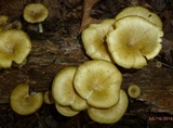 Chrysomphalina strombodes image