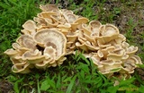 Meripilus sumstinei image