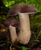 Tylopilus rubrobrunneus image