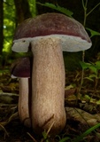 Tylopilus rubrobrunneus image