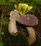 Tylopilus rubrobrunneus image