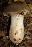 Tylopilus variobrunneus image