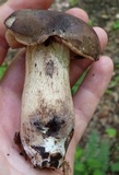 Tylopilus variobrunneus image