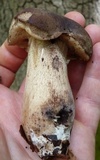 Tylopilus variobrunneus image